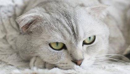 开云-【观察】数据华丽是表象 制约老鹰的恰恰是特雷·扬？